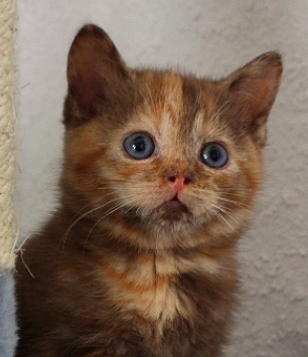 BKH chocolate tortie